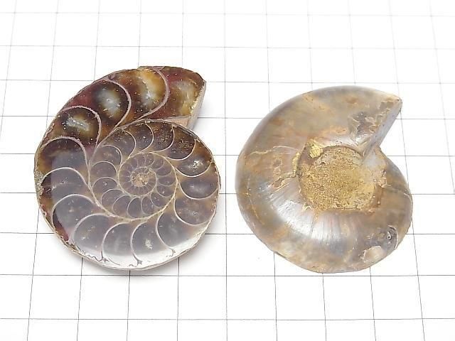 [Video] Madagascar Ammonite 1 pair