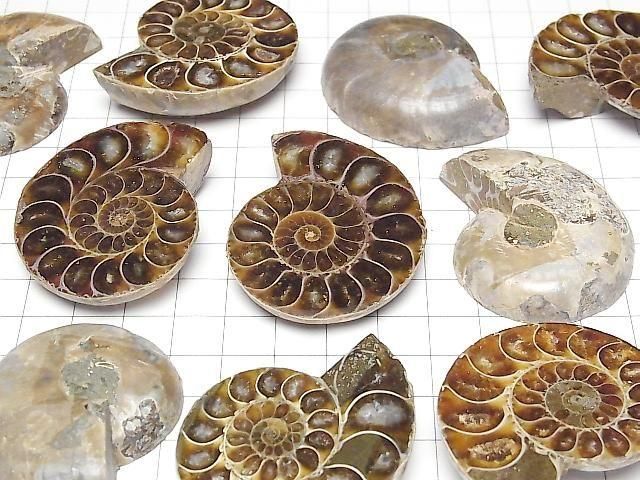 [Video] Madagascar Ammonite 1 pair