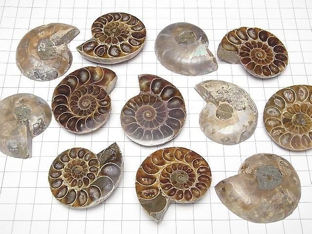 [Video] Madagascar Ammonite 1 pair