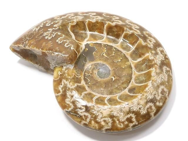 Ammonite Plate 1pc NO.21 [One of a kind]