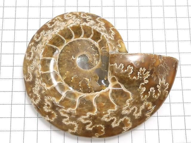 Ammonite Plate 1pc NO.21 [One of a kind]