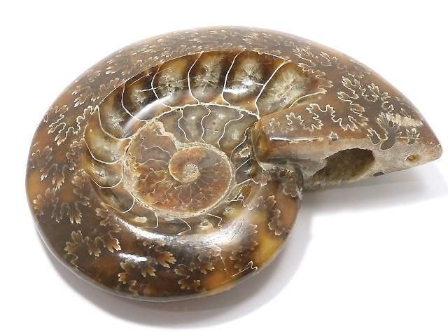 Ammonite Plate 1pc NO.22 [One of a kind]