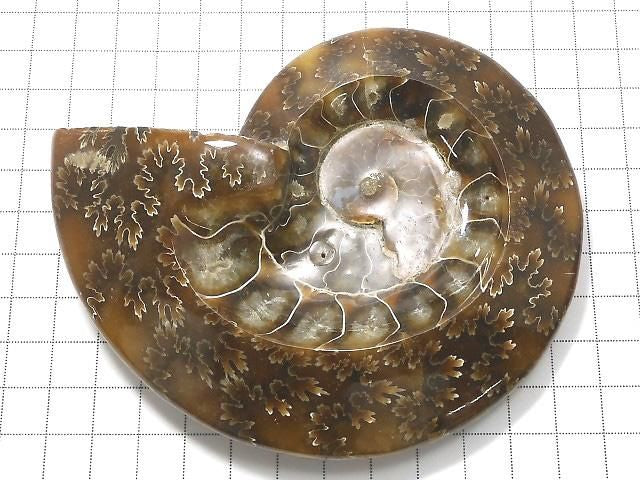 Ammonite Plate 1pc NO.22 [One of a kind]