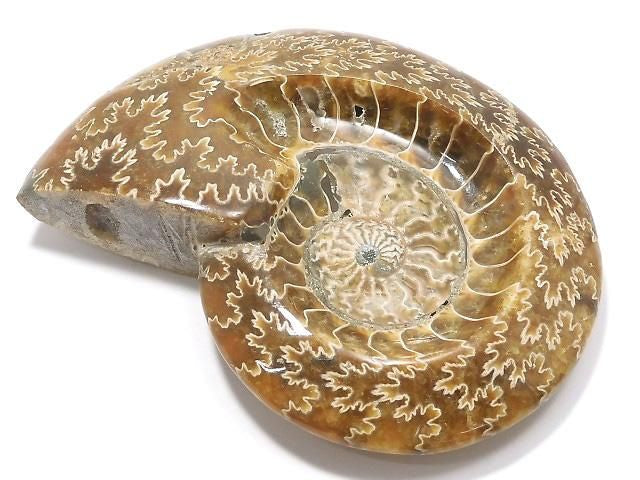 Ammonite Plate 1pc NO.23 [One of a kind]