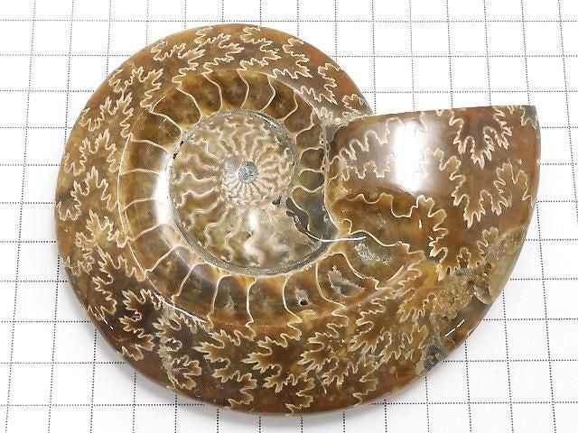 Ammonite Plate 1pc NO.23 [One of a kind]