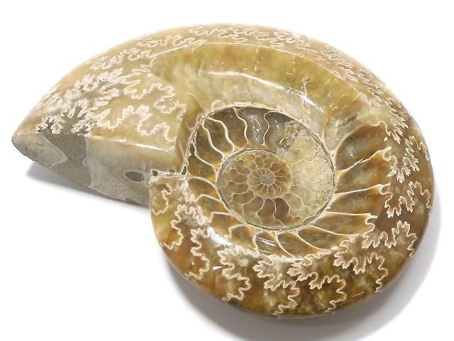 Ammonite Plate 1pc NO.24 [One of a kind]