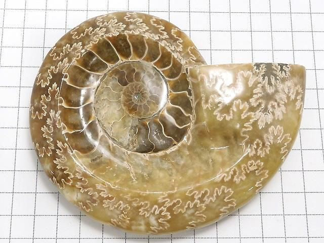 Ammonite Plate 1pc NO.24 [One of a kind]