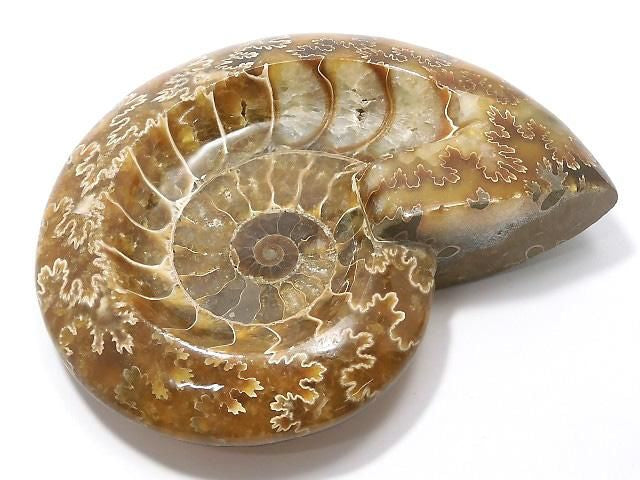 Ammonite Plate 1pc NO.25 [One of a kind]