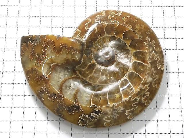 Ammonite Plate 1pc NO.25 [One of a kind]