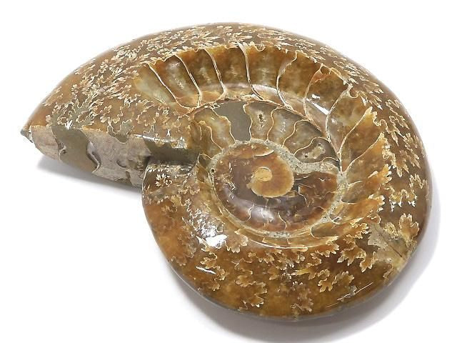 Ammonite Plate 1pc NO.26 [One of a kind]