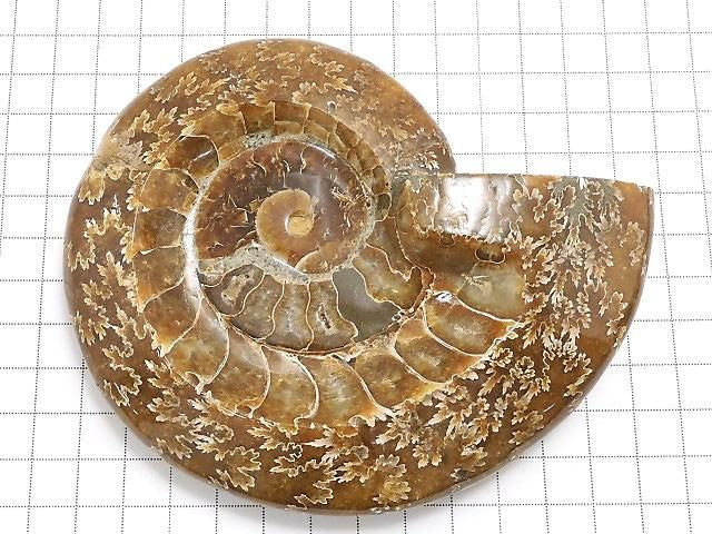 Ammonite Plate 1pc NO.26 [One of a kind]