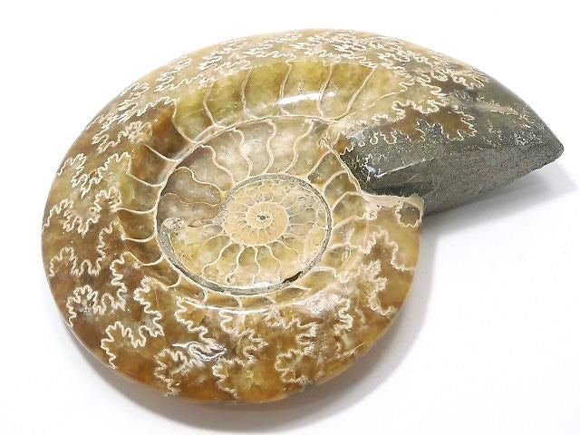 Ammonite Plate 1pc NO.27 [One of a kind]