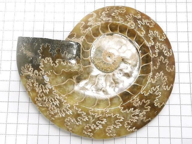 Ammonite Plate 1pc NO.27 [One of a kind]