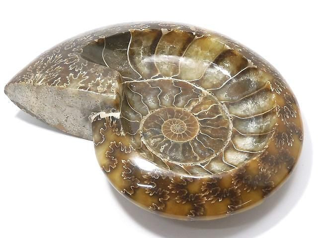 Ammonite Plate 1pc NO.28 [One of a kind]