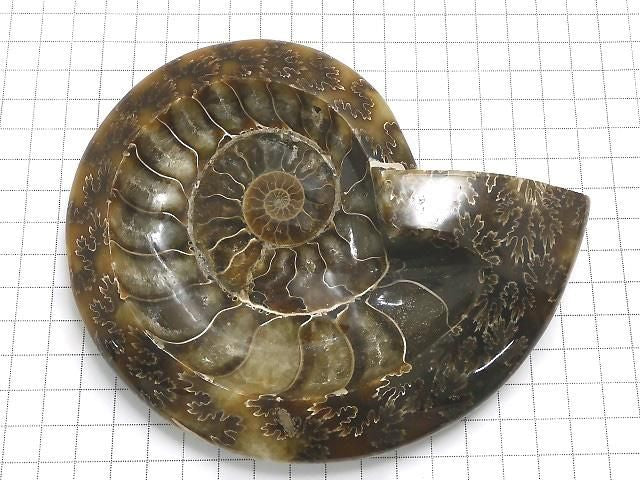Ammonite Plate 1pc NO.28 [One of a kind]
