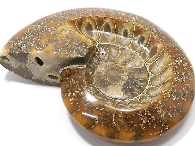 Ammonite Plate 1pc NO.29 [One of a kind]