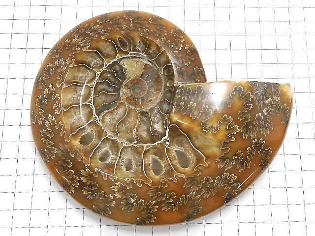 Ammonite Plate 1pc NO.29 [One of a kind]