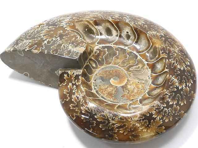Ammonite Plate 1pc NO.30 [One of a kind]