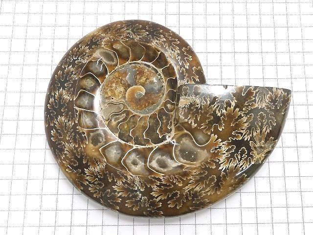 Ammonite Plate 1pc NO.30 [One of a kind]