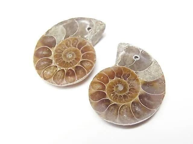 [Video] Madagascar Ammonite 3pairs