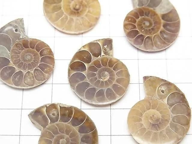 [Video] Madagascar Ammonite 3pairs