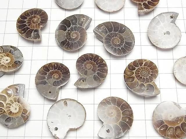 [Video] Madagascar Ammonite 3pairs