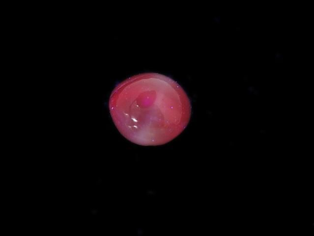Alexandrite Cat's Eye Cabochon 1pc NO.19 [One of a kind]