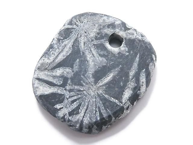Chrysanthemum Stone 1pc NO.3 [One of a kind]
