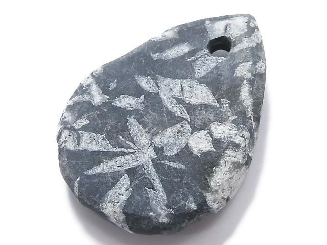 Chrysanthemum Stone 1pc NO.7 [One of a kind]