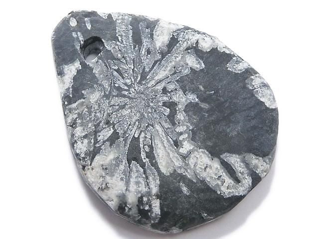 Chrysanthemum Stone 1pc NO.9 [One of a kind]