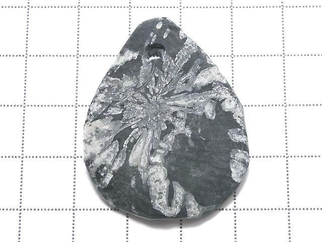 Chrysanthemum Stone 1pc NO.9 [One of a kind]