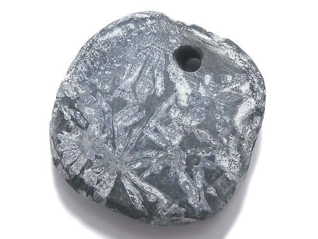 Chrysanthemum Stone 1pc NO.10 [One of a kind]