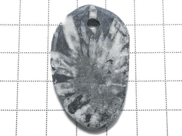 Chrysanthemum Stone 1pc NO.13 [One of a kind]