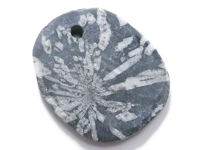 Chrysanthemum Stone 1pc NO.17 [One of a kind]