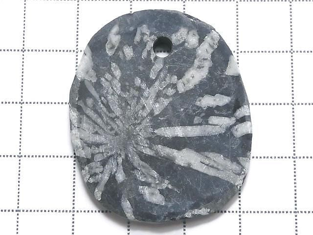 Chrysanthemum Stone 1pc NO.17 [One of a kind]