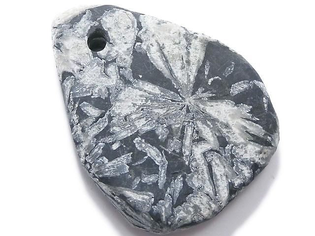 Chrysanthemum Stone 1pc NO.18 [One of a kind]