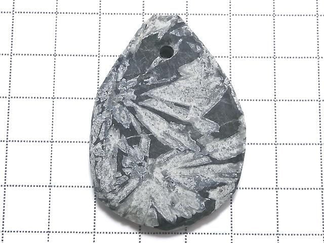 Chrysanthemum Stone 1pc NO.20 [One of a kind]
