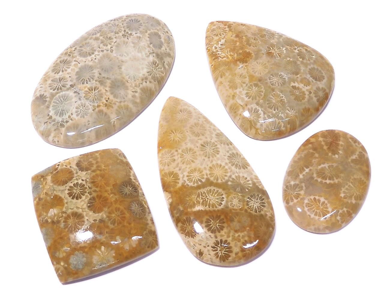 Fossil Coral Cabochon 5pcs Set NO.11 [One of a kind]