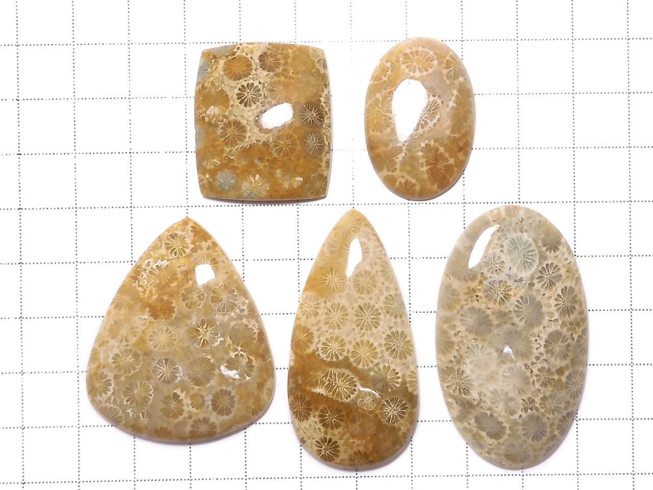 Fossil Coral Cabochon 5pcs Set NO.11 [One of a kind]