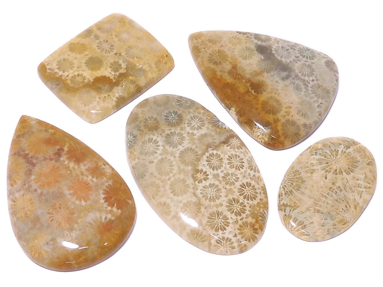 Fossil Coral Cabochon 5pcs Set NO.12 [One of a kind]