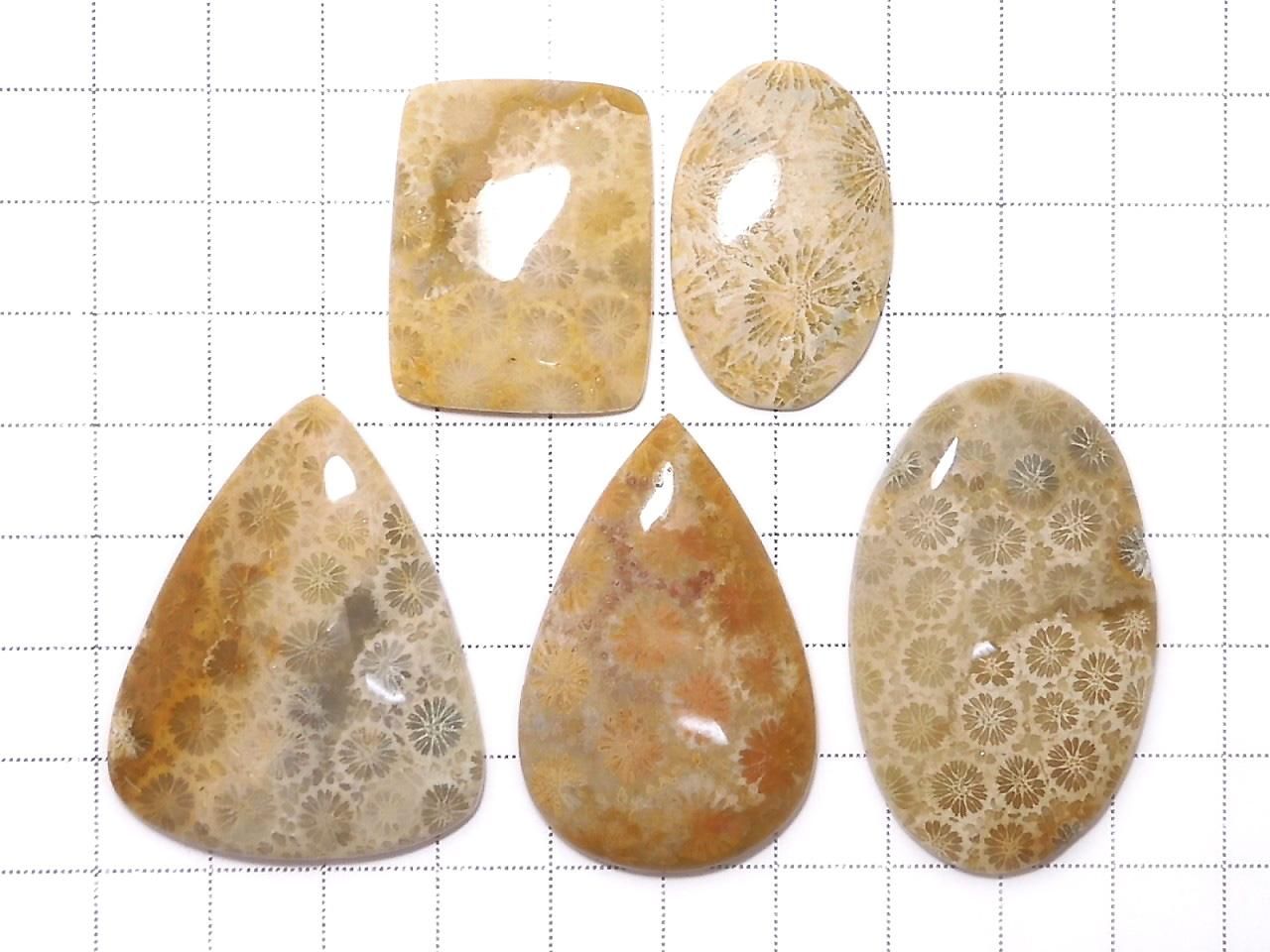 Fossil Coral Cabochon 5pcs Set NO.12 [One of a kind]