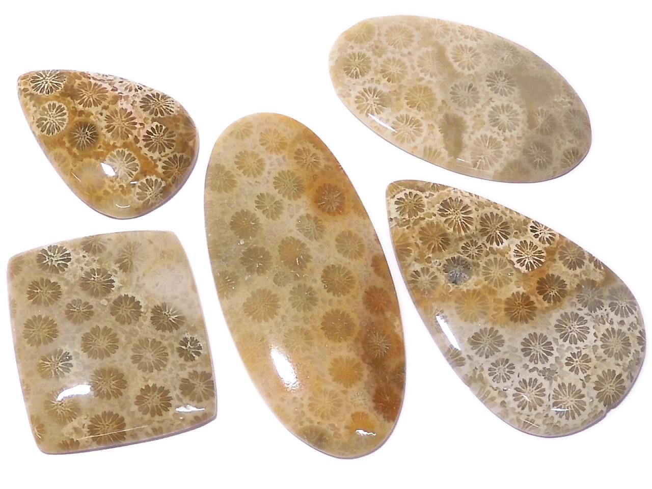 Fossil Coral Cabochon 5pcs Set NO.19 [One of a kind]