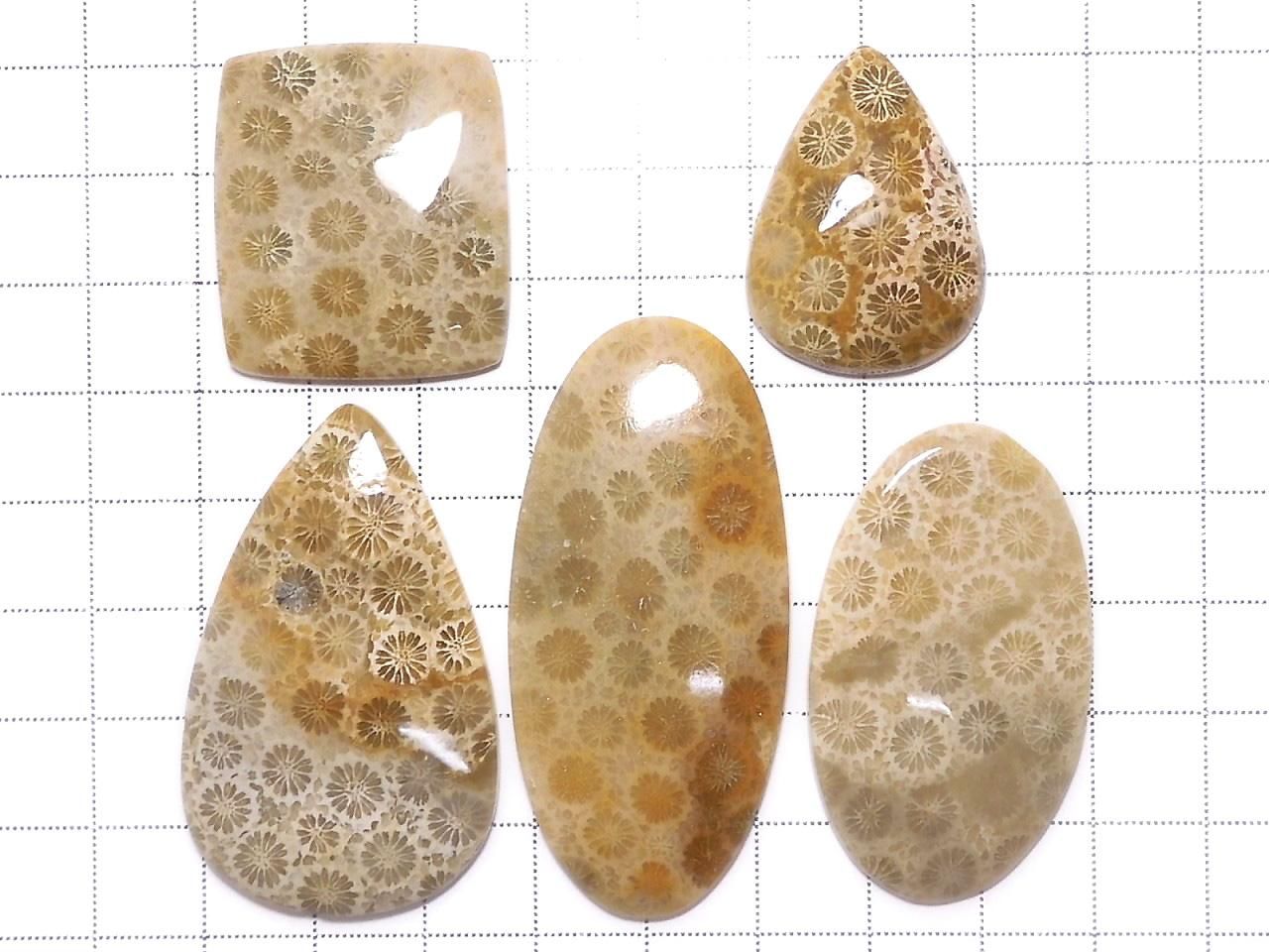 Fossil Coral Cabochon 5pcs Set NO.19 [One of a kind]