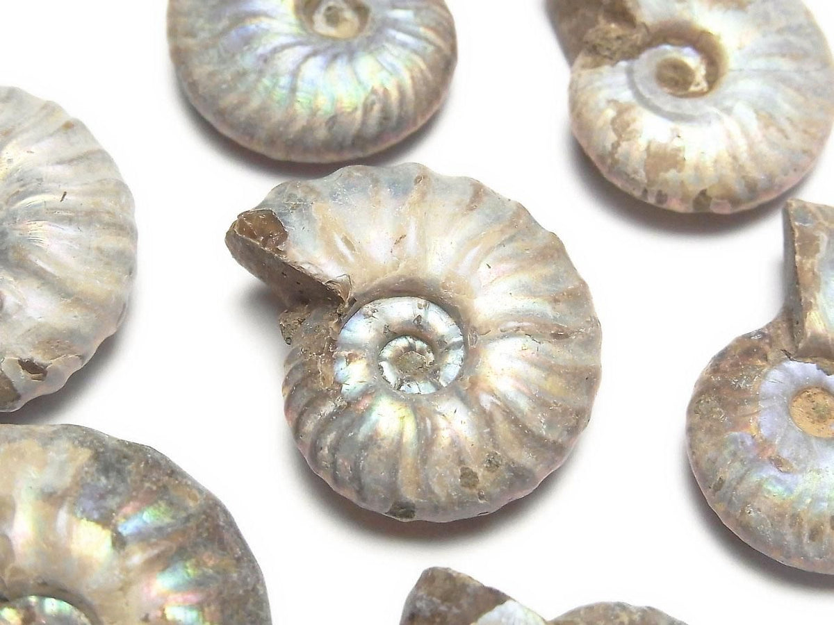 Madagascar Ammonite 3pcs