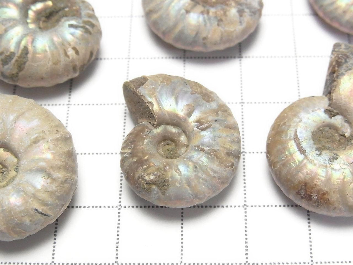 Madagascar Ammonite 3pcs