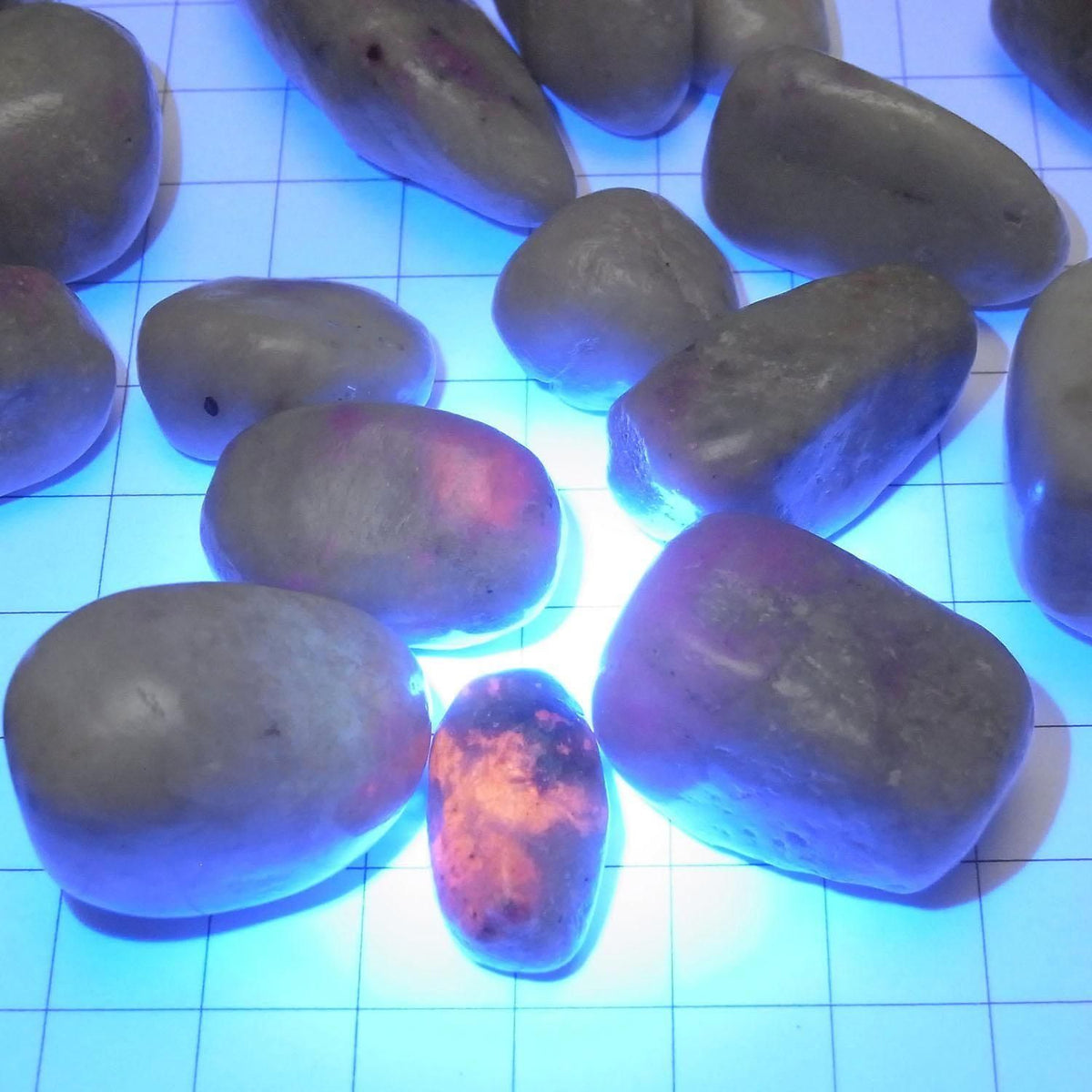 Hackmanite Undrilled Nuggets 100 grams