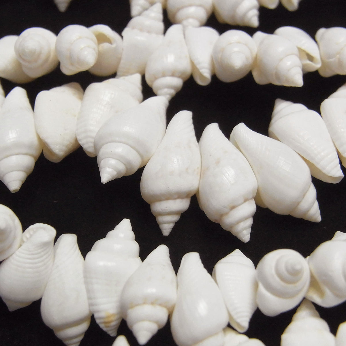Perles conques 1 fil (environ 38 cm/15 pouces)