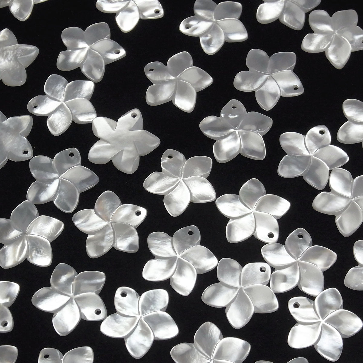 Hochwertige weiße Muschel AAA Blume 20mm 2Stücke
