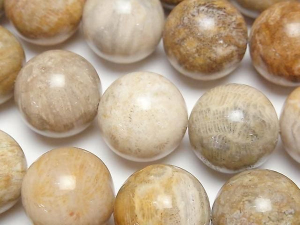 [Video] Fossil Coral Round 20mm half or 1-strand beads (approx. 15 inches/36 cm)