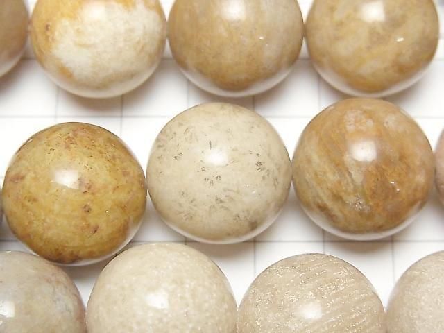 [Video] Fossil Coral Round 20mm half or 1-strand beads (approx. 15 inches/36 cm)
